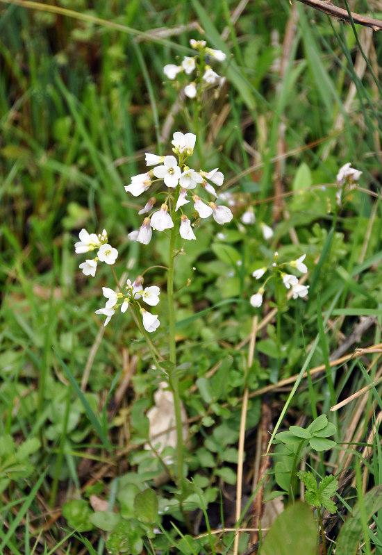 Изображение особи Cardamine tenera.