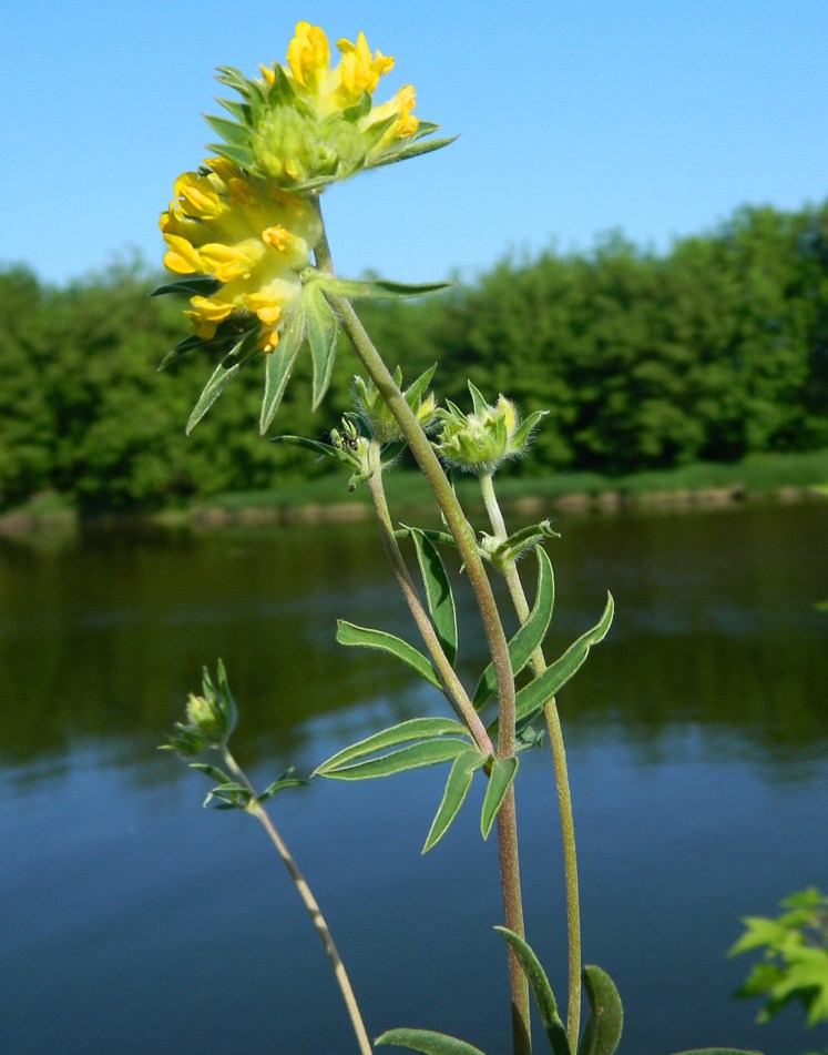 Image of Anthyllis vulneraria specimen.