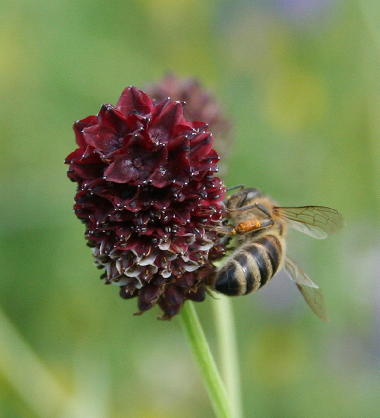 Image of Sanguisorba officinalis specimen.