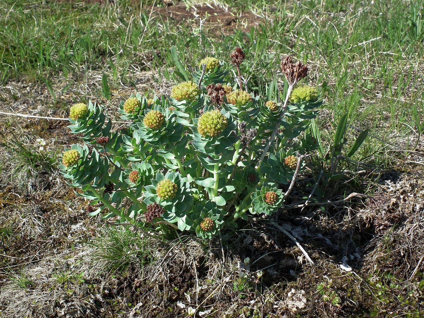 Изображение особи Rhodiola rosea.