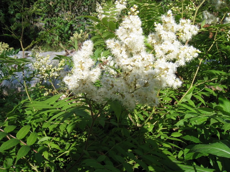 Image of Sorbaria sorbifolia specimen.