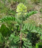 Oxytropis pilosa