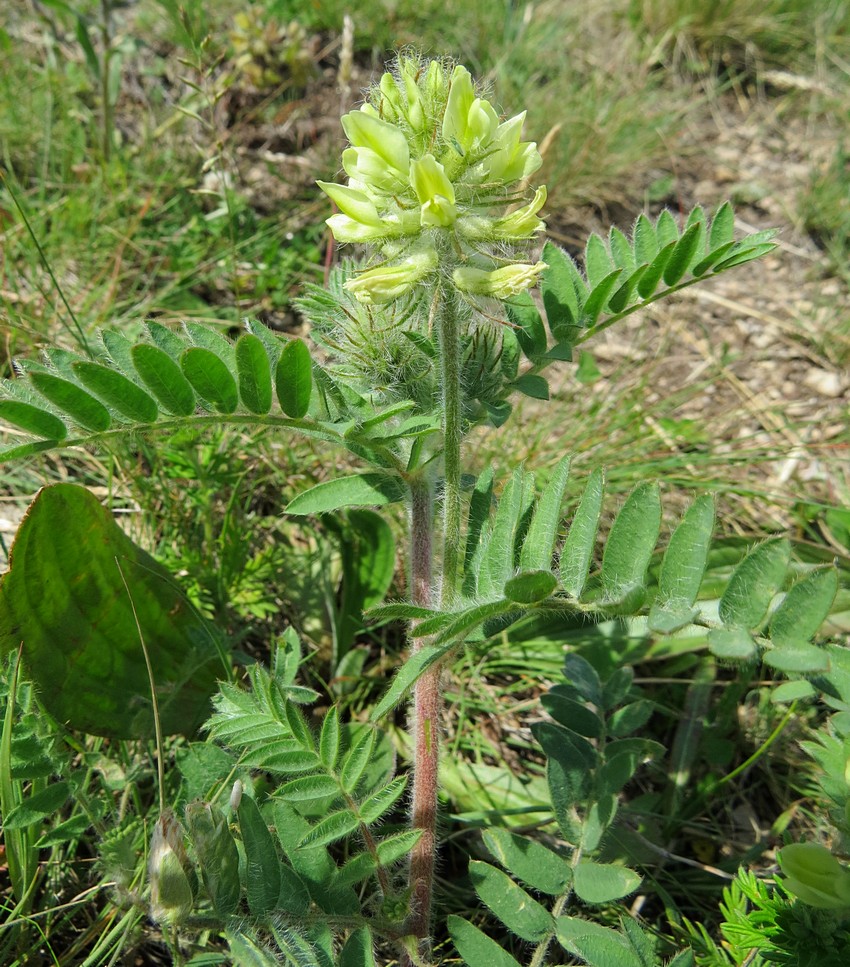 Изображение особи Oxytropis pilosa.