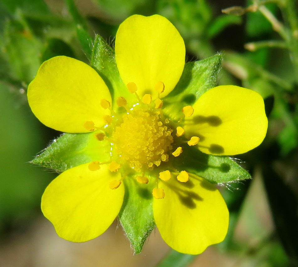 Image of Potentilla argentea specimen.