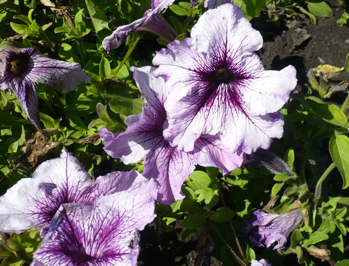 Image of Petunia &times; hybrida specimen.