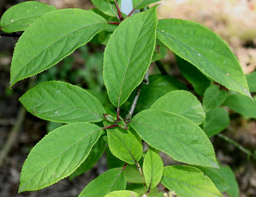 Image of Hydrangea heteromalla specimen.