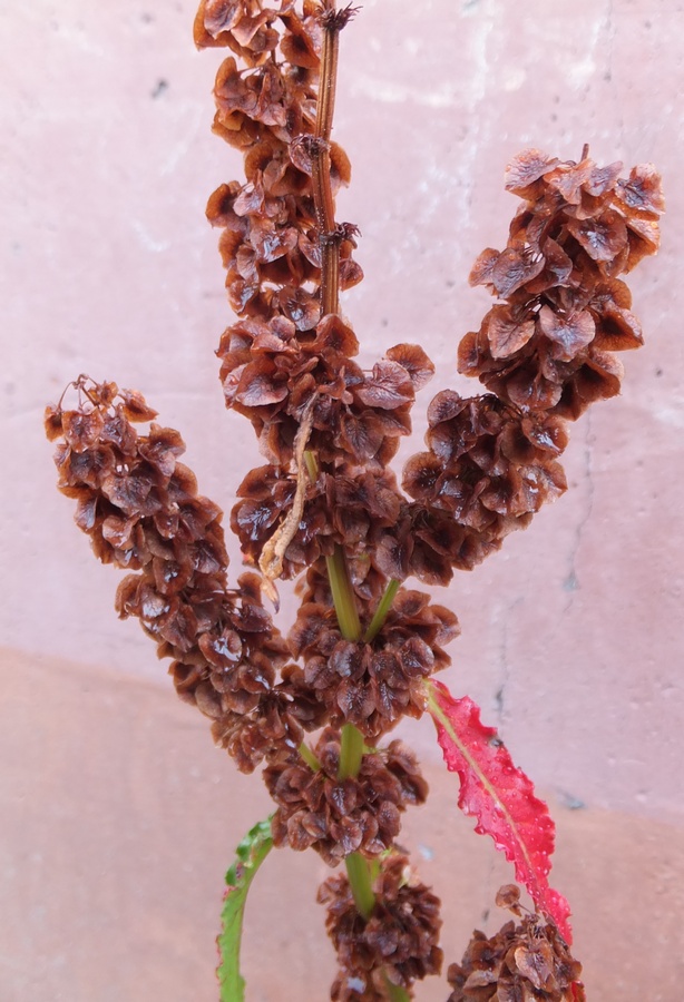 Image of Rumex aquaticus specimen.