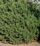 Pinus mugo