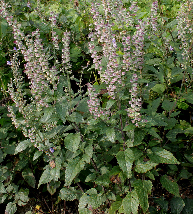 Изображение особи Scutellaria incana.