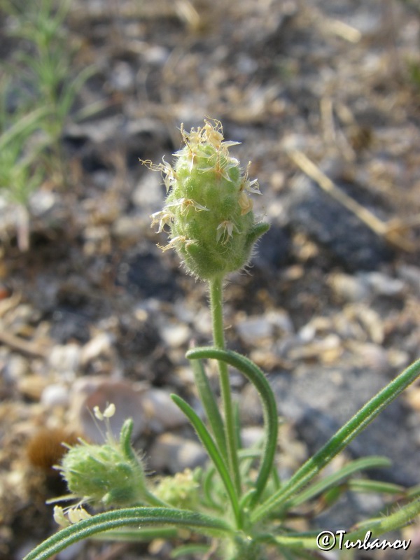 Image of Plantago arenaria specimen.