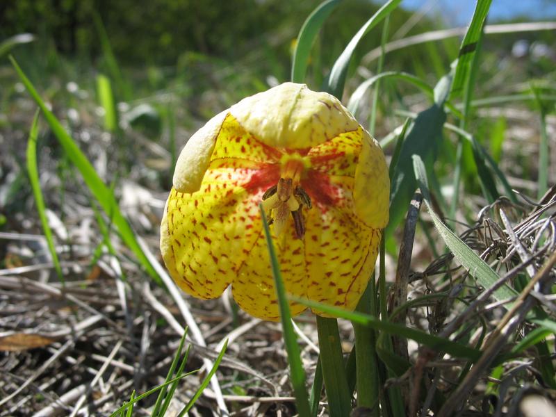 Изображение особи Fritillaria ophioglossifolia.