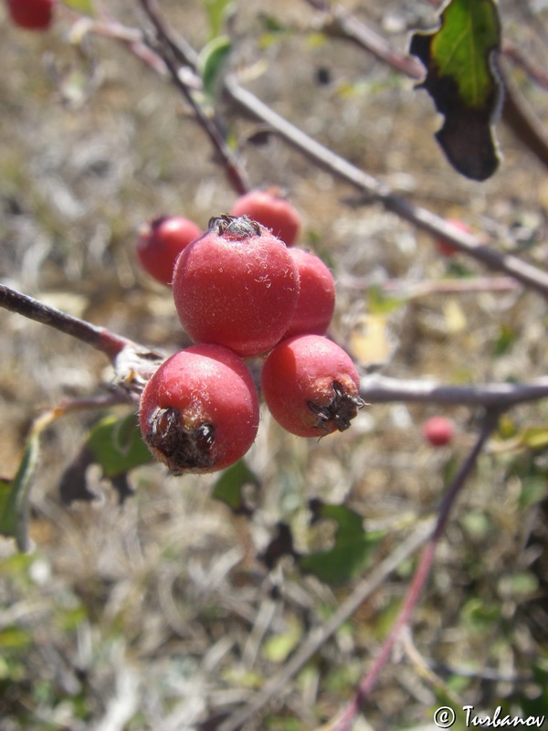 Изображение особи Cotoneaster integerrimus.