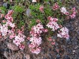 Asperula cristata. Цветущие растения (высота около 3 см). Северное Приэльбрусье, 2500 м н.у.м. Июнь 2008 г.