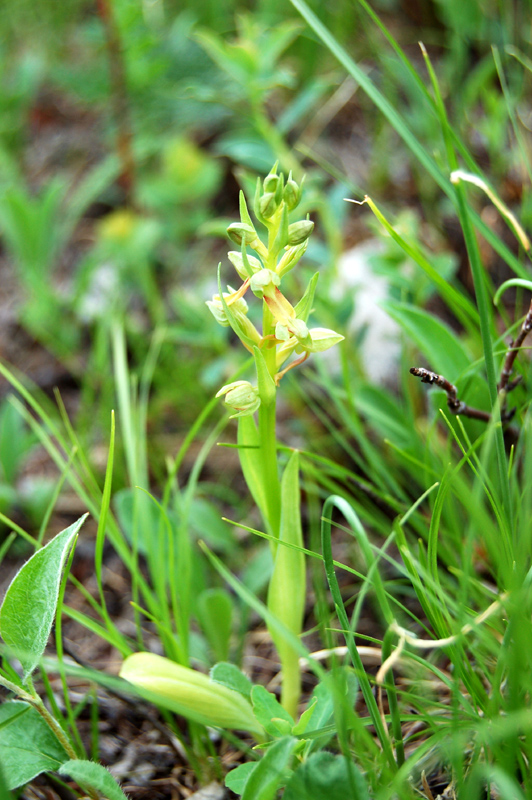 Image of Dactylorhiza viridis specimen.