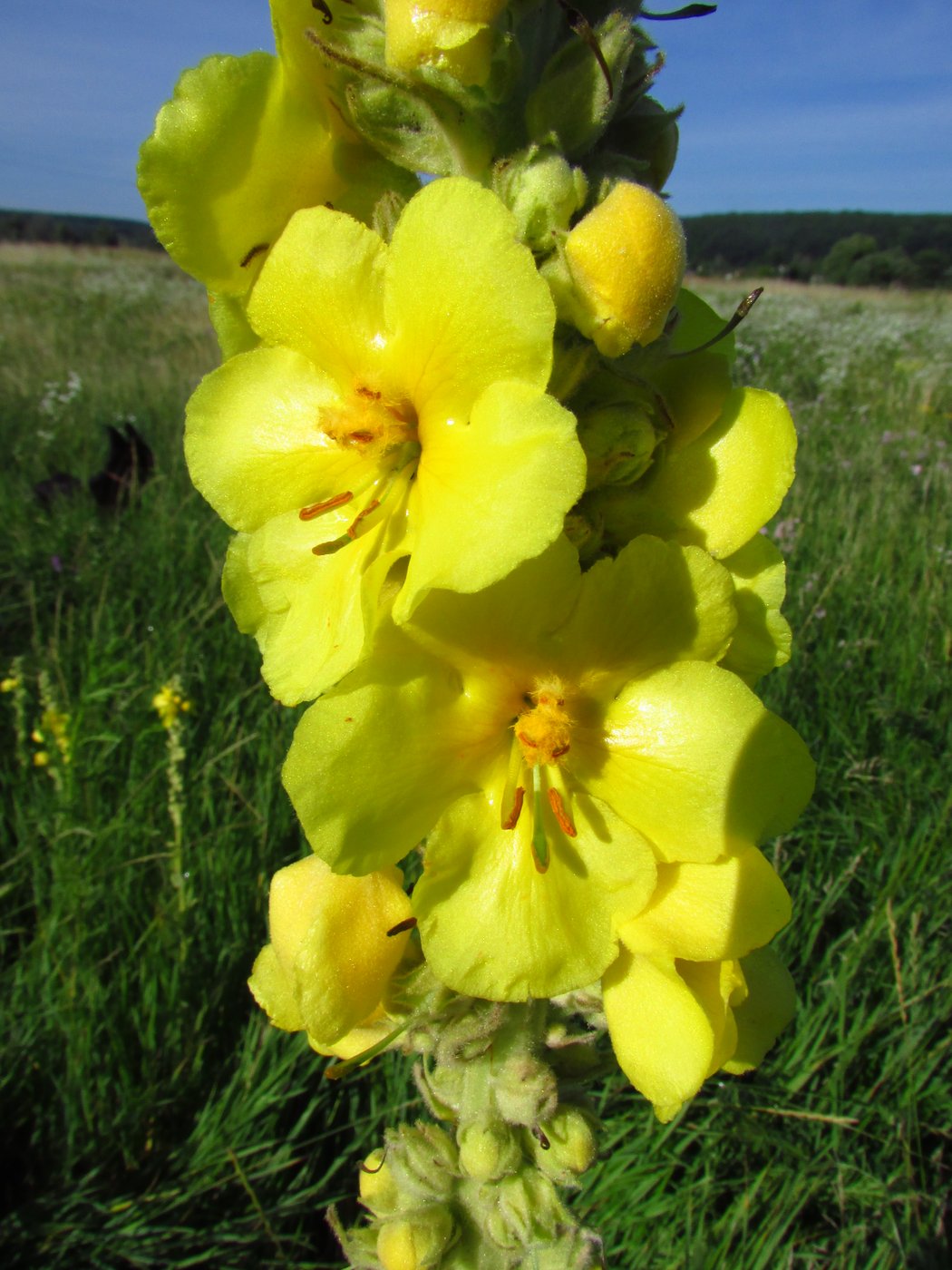 Image of Verbascum densiflorum specimen.