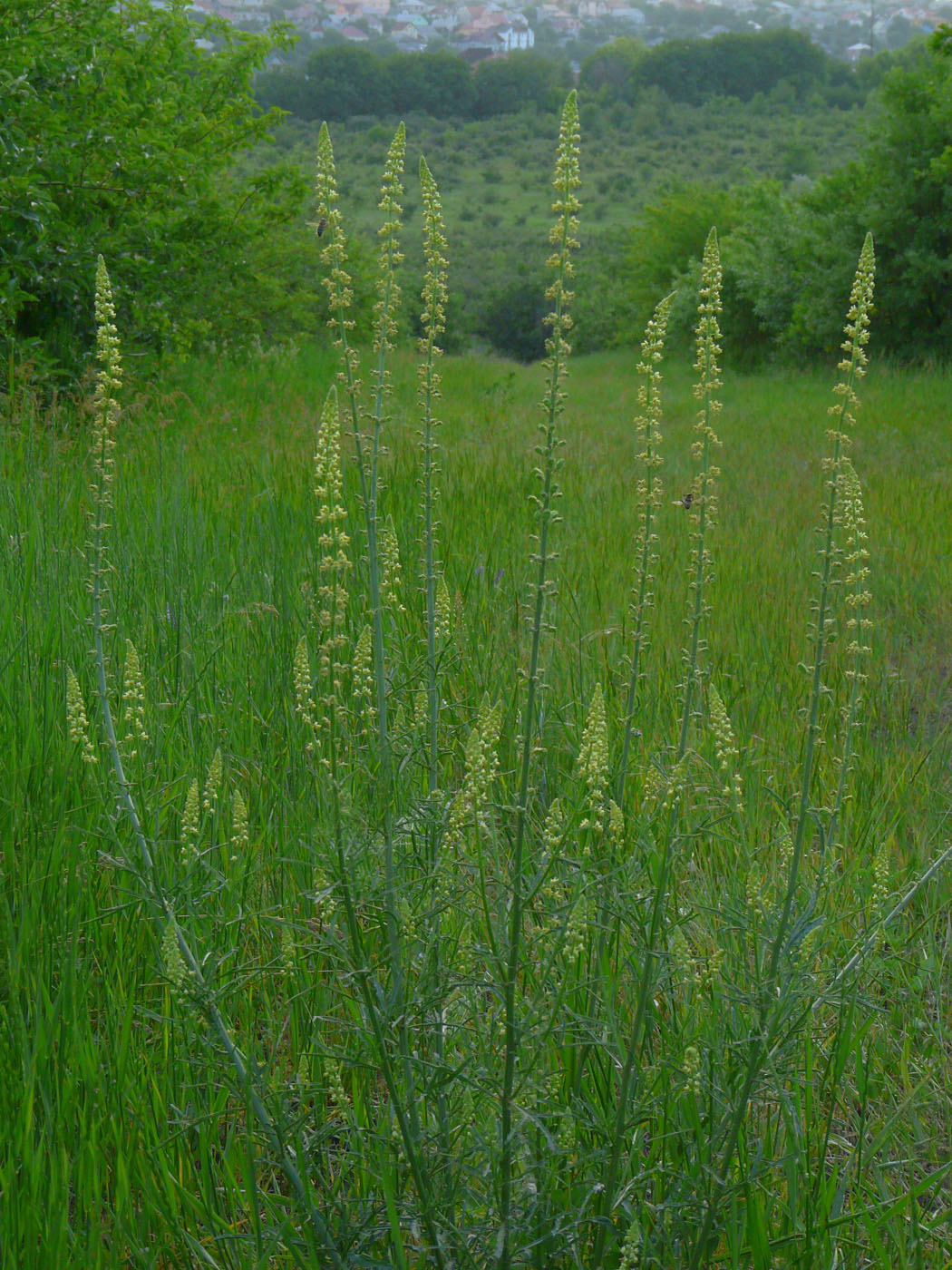 Изображение особи Reseda lutea.