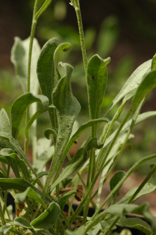 Изображение особи Rhinactinidia limoniifolia.