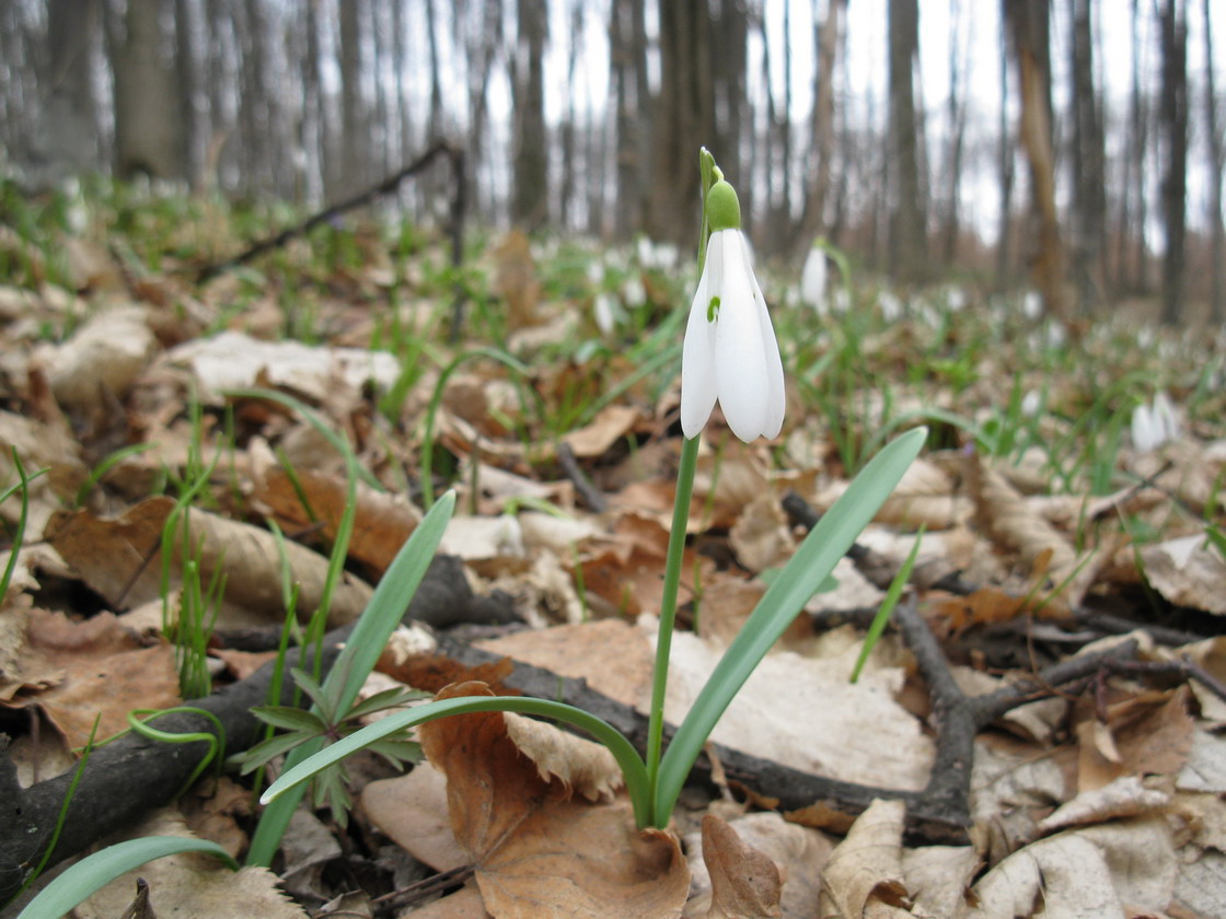 Изображение особи Galanthus nivalis.