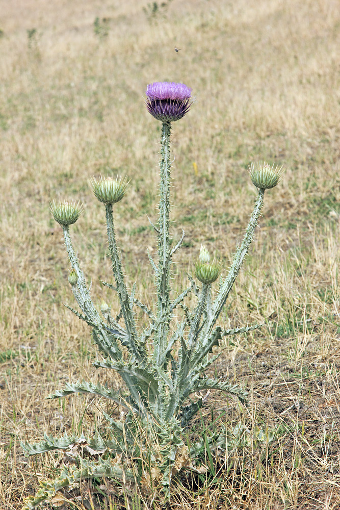 Image of Onopordum leptolepis specimen.