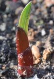 Gladiolus italicus. Проростающий лист. Греция, Халкидики. 20.12.2009.