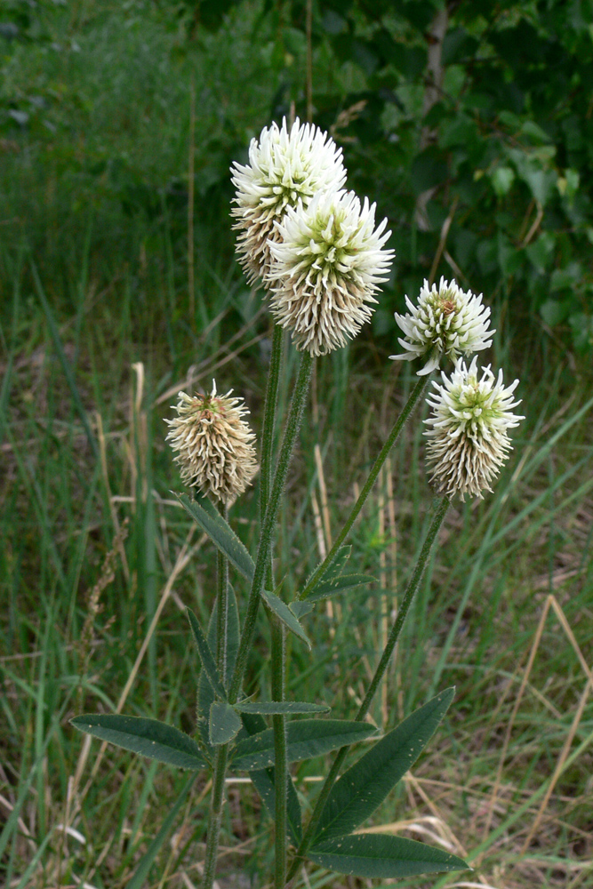 Изображение особи Trifolium montanum.