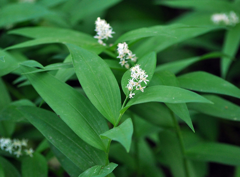 Изображение особи Smilacina stellata.