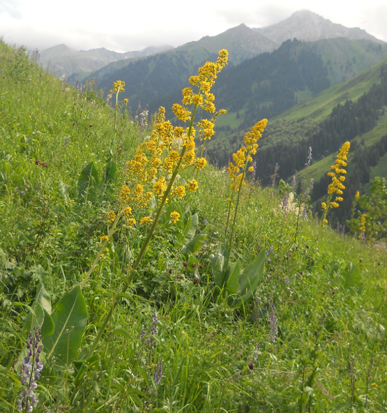 Image of Ligularia heterophylla specimen.