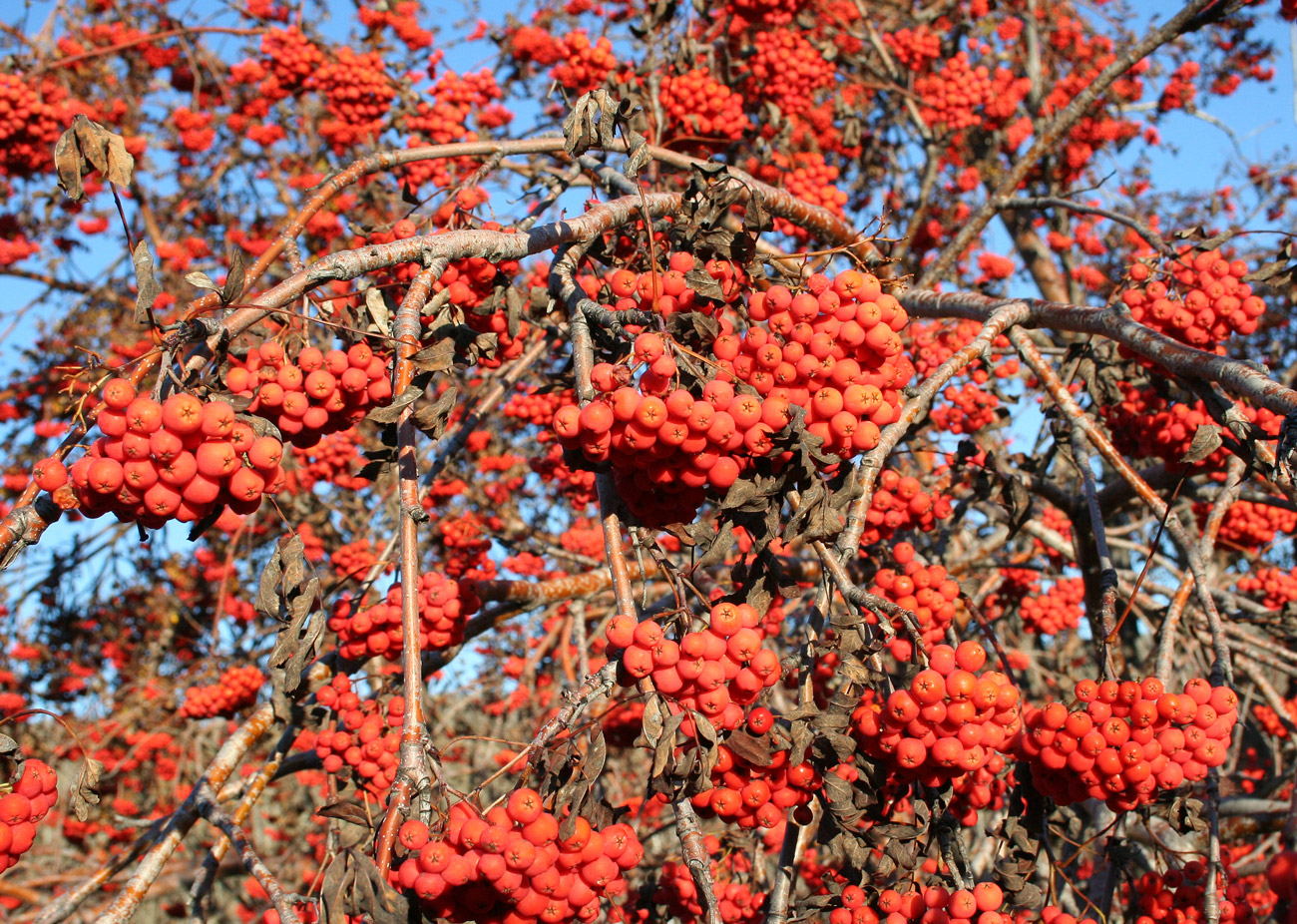 Image of Sorbus sibirica specimen.