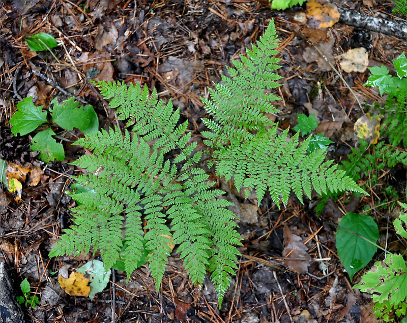 Image of Pseudocystopteris spinulosa specimen.