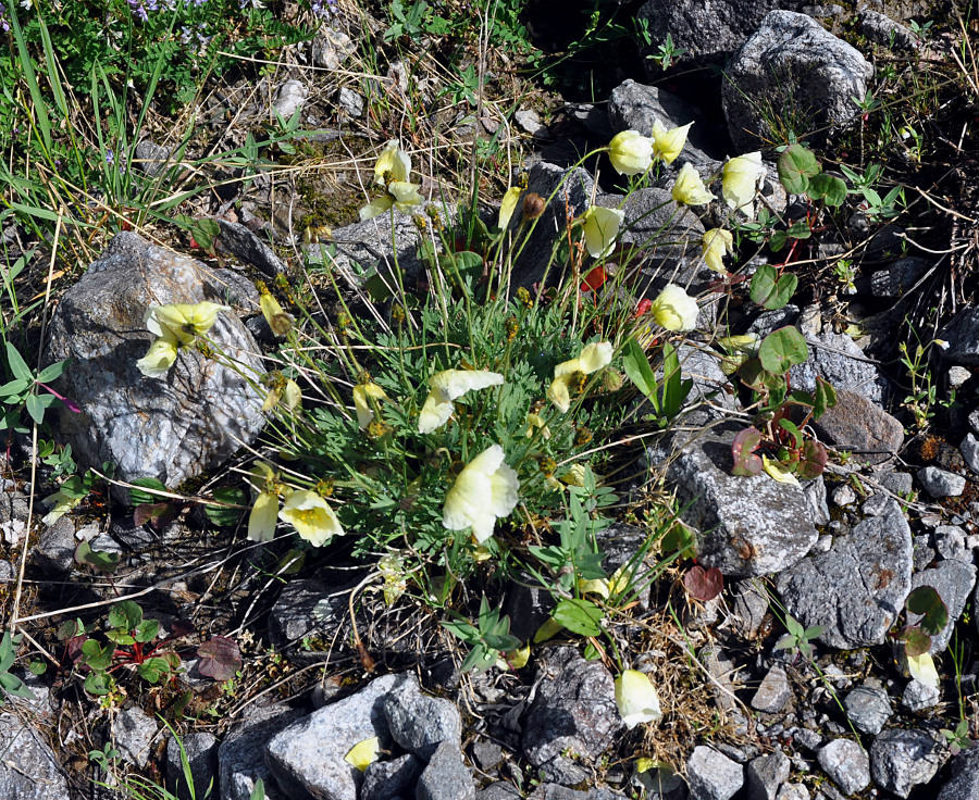 Image of genus Papaver specimen.