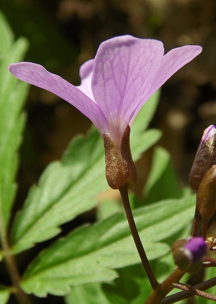 Изображение особи Cardamine quinquefolia.