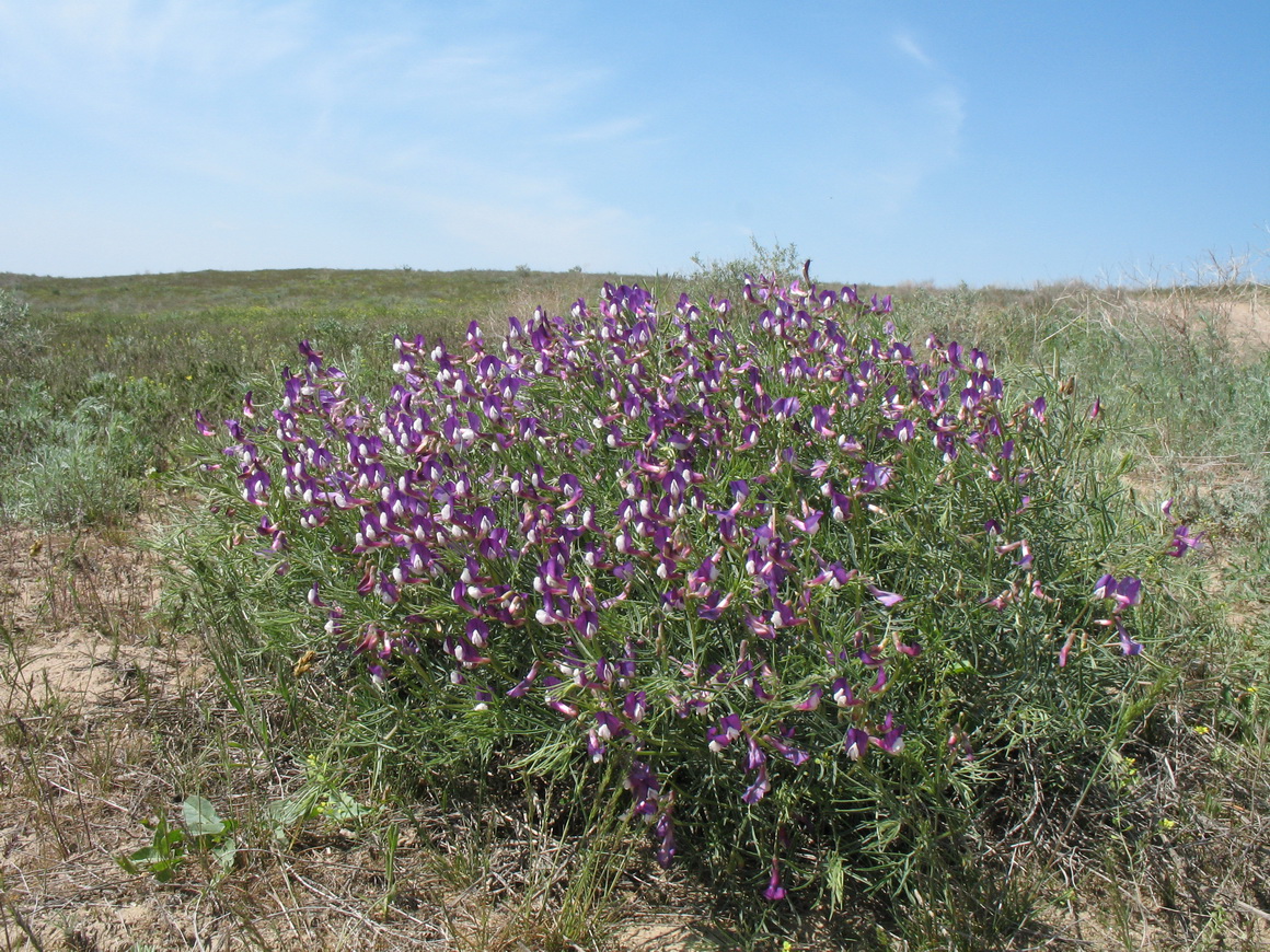 Image of Vicia subvillosa specimen.