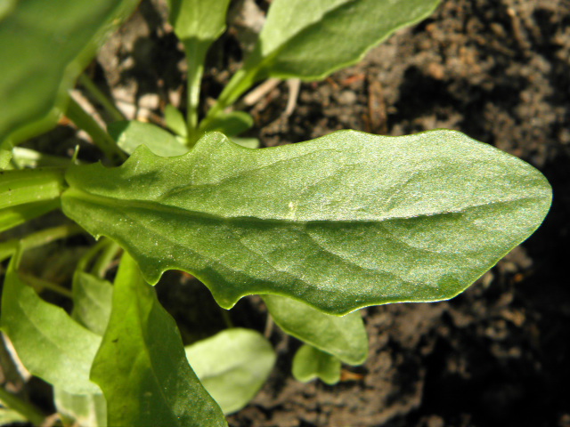 Image of Thlaspi arvense specimen.