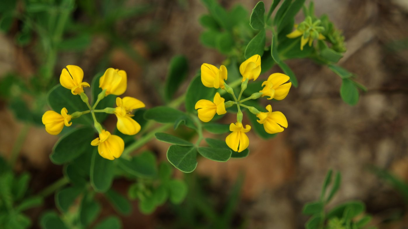 Image of Coronilla coronata specimen.