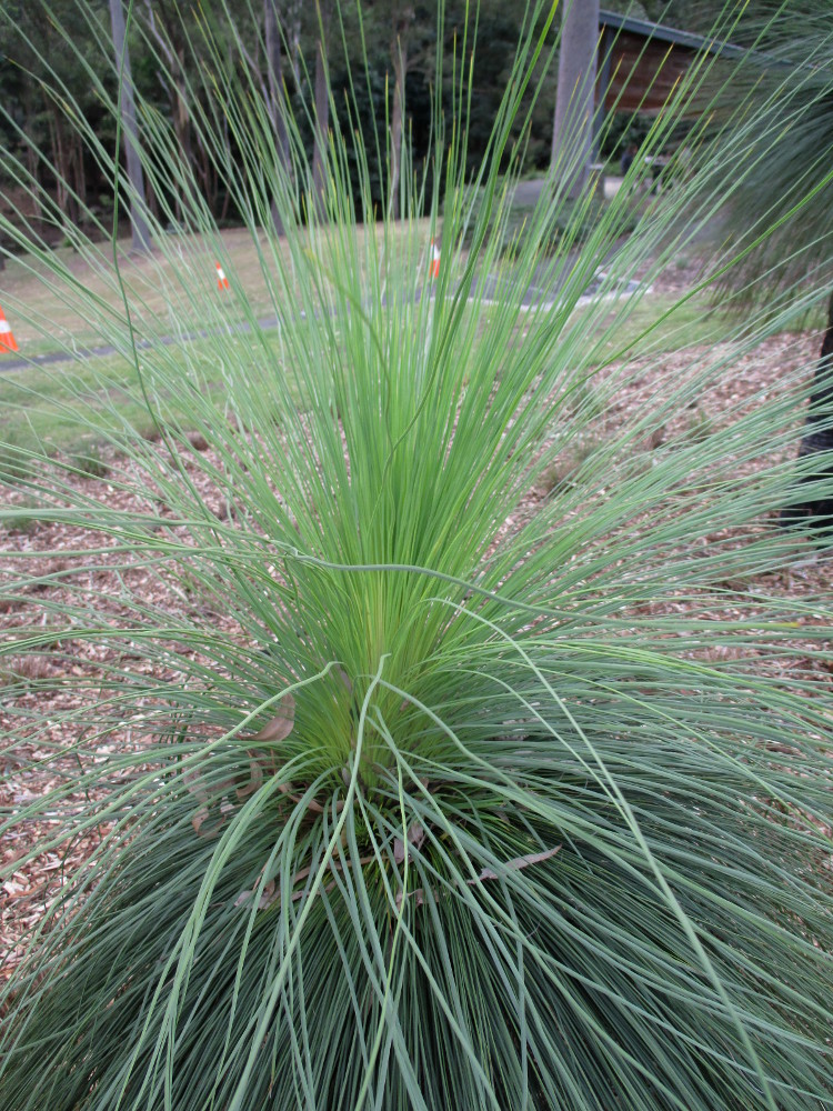 Image of Xanthorrhoea australis specimen.