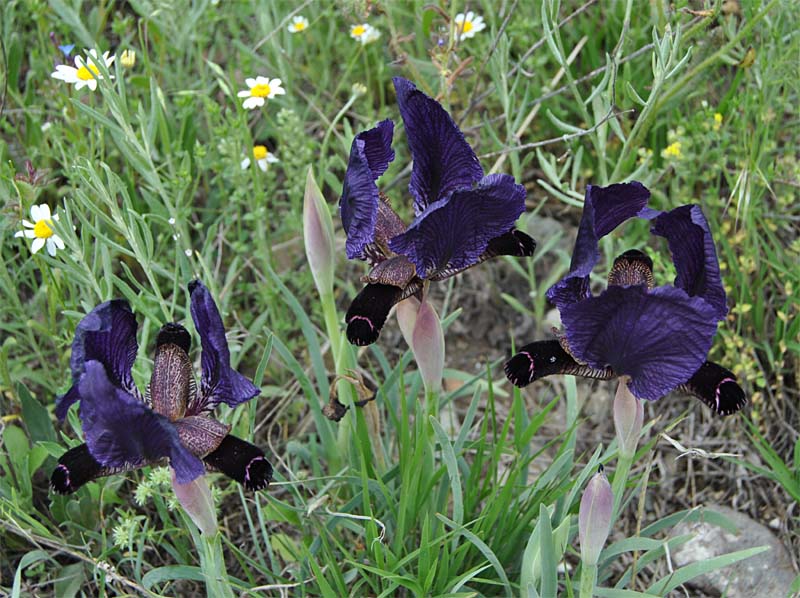 Image of Iris paradoxa specimen.