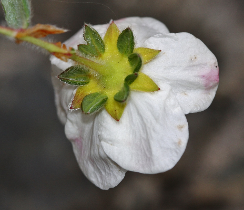 Image of Dasiphora mandshurica specimen.