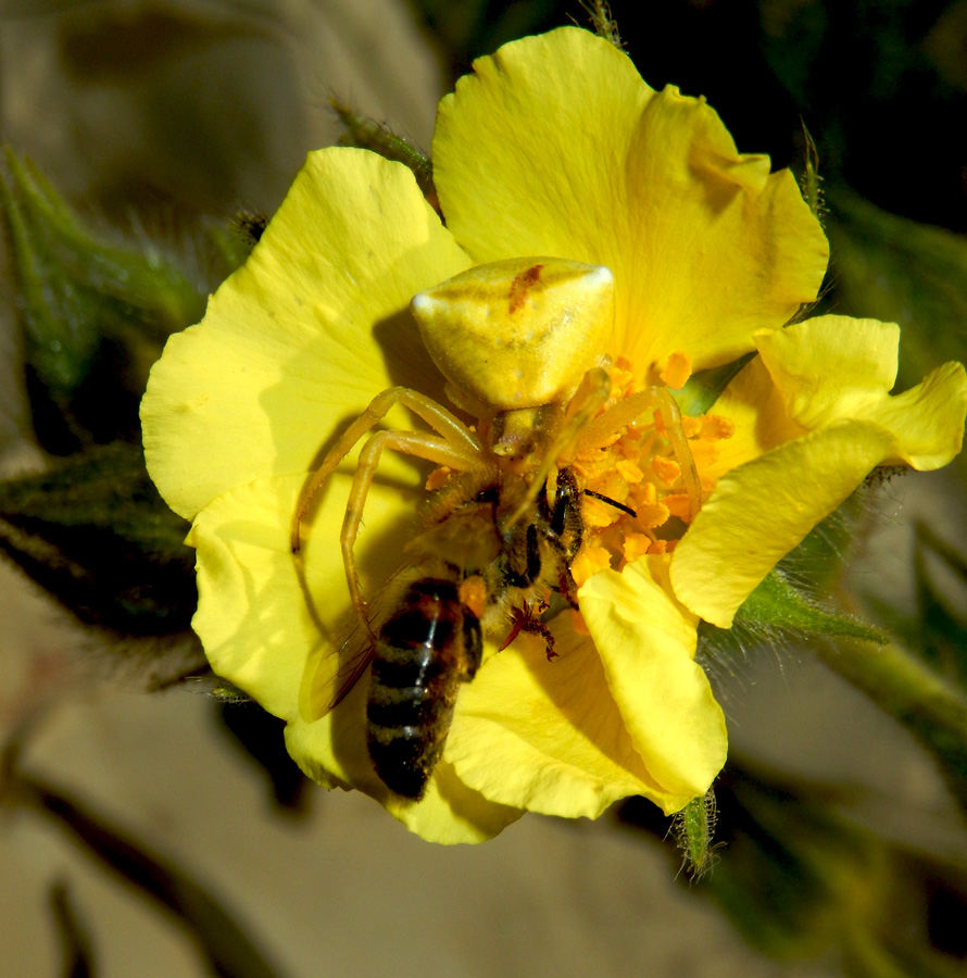 Image of Potentilla callieri specimen.