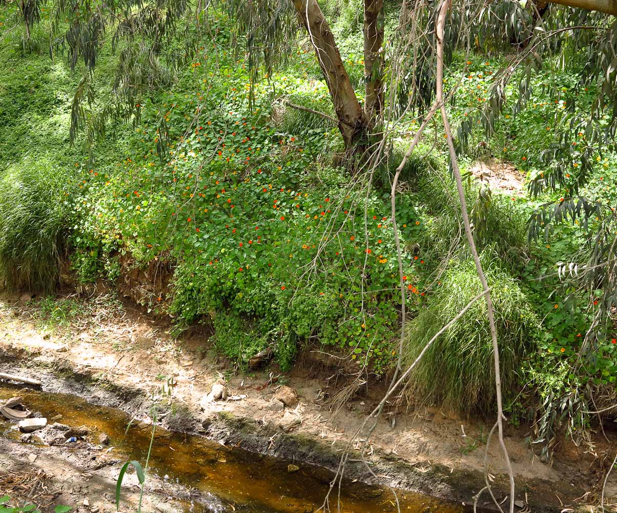 Image of Tropaeolum majus specimen.