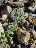 Cerastium polymorphum