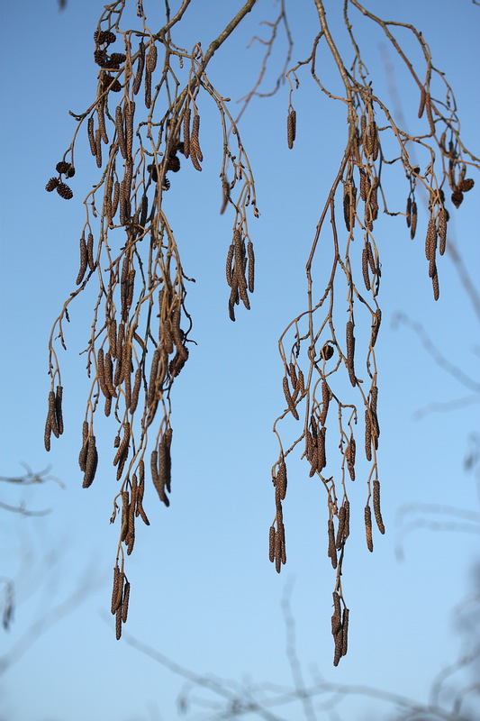 Image of Alnus incana specimen.