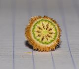 Romneya coulteri