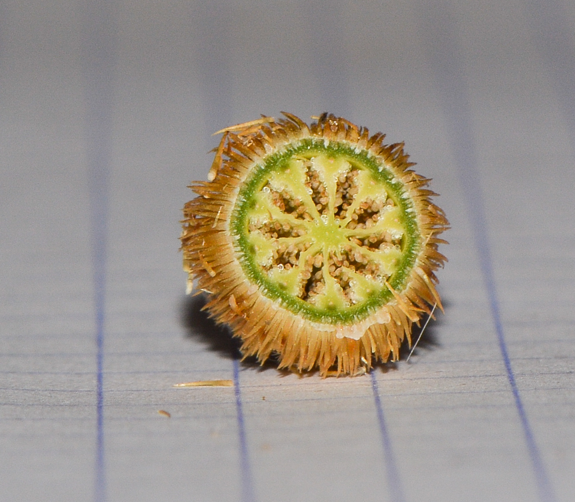 Image of Romneya coulteri specimen.