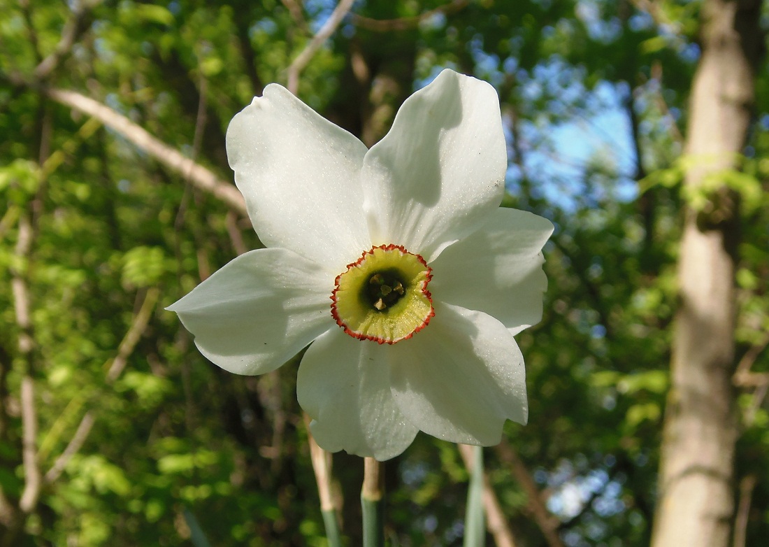 Image of Narcissus poeticus specimen.