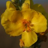 Verbascum phlomoides