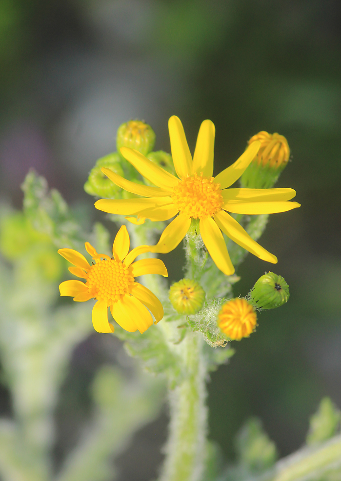 Изображение особи Senecio vernalis.