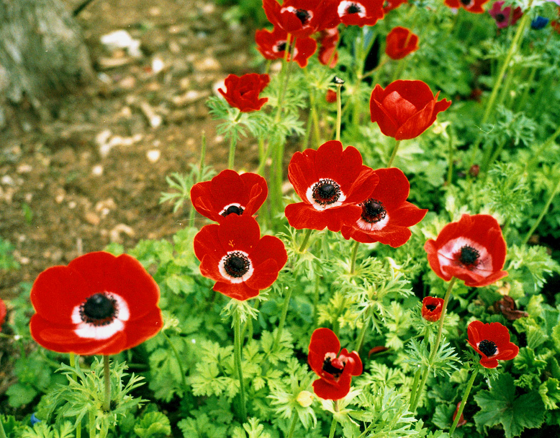 Изображение особи Anemone coronaria.