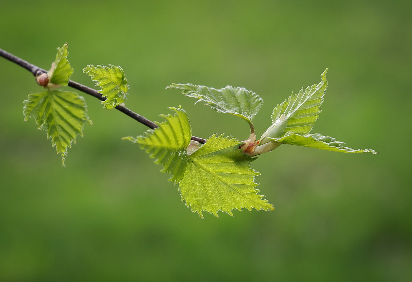 Image of Betula pendula specimen.