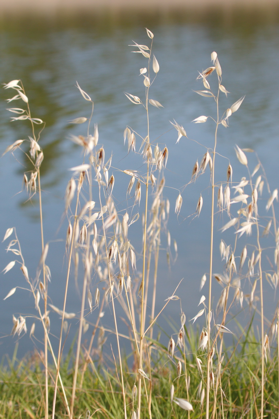 Image of genus Avena specimen.