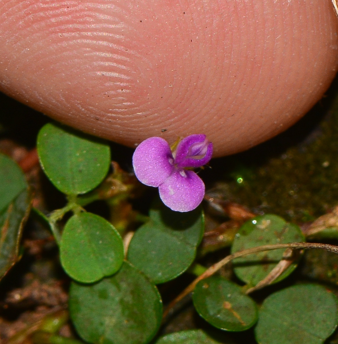 Image of Desmodium triflorum specimen.